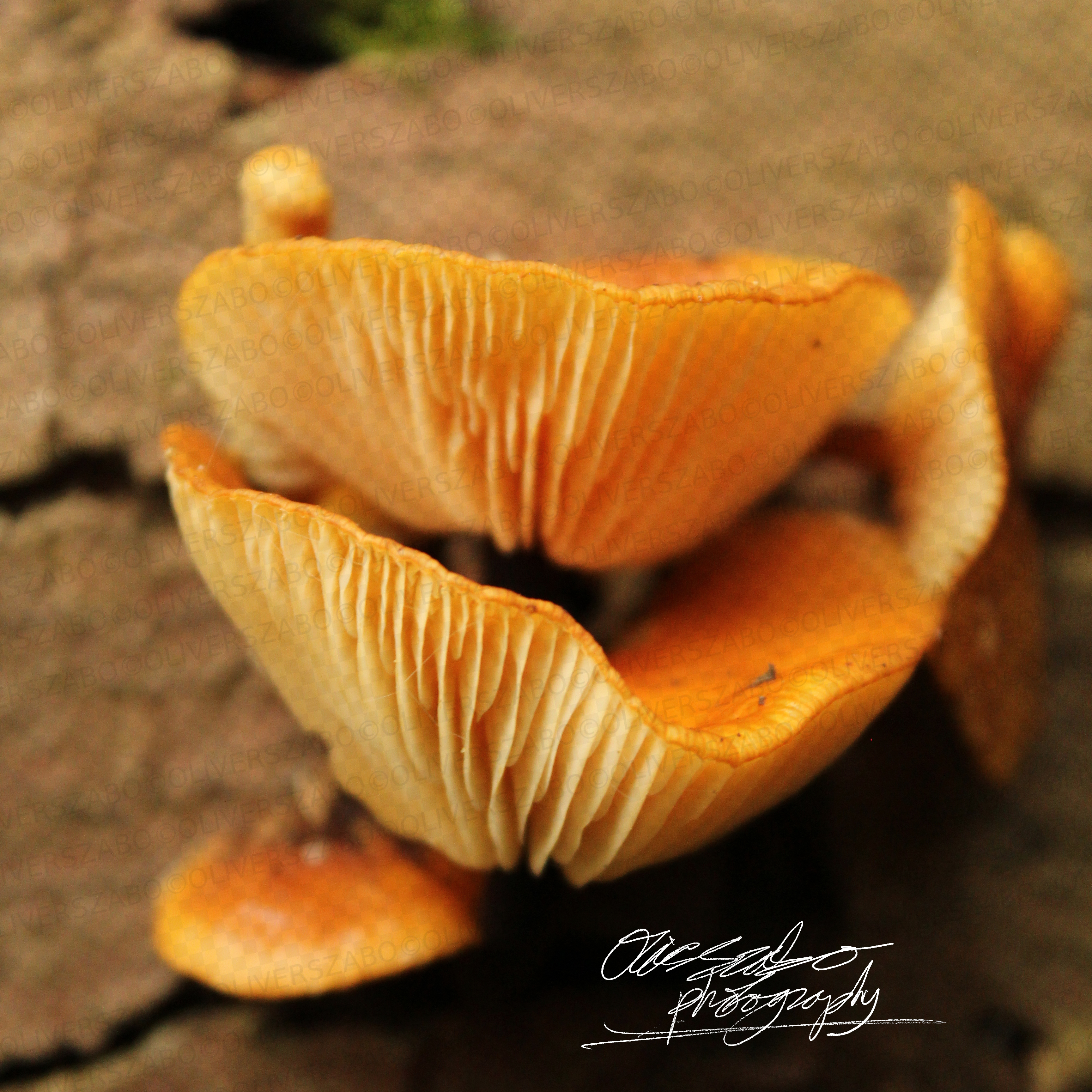 Orange Mushrooms Square